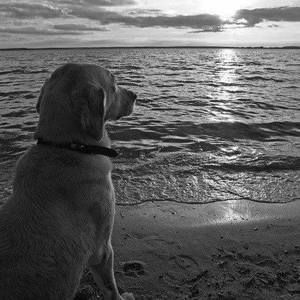 Meet your Posher, Haydn